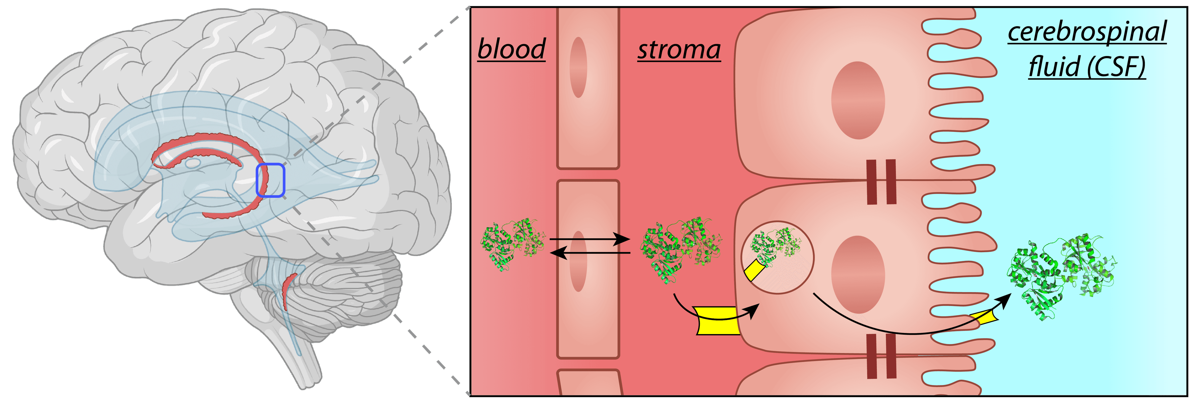 Illustration of protein transport across the blood-cerebrospinal fluid barrier.