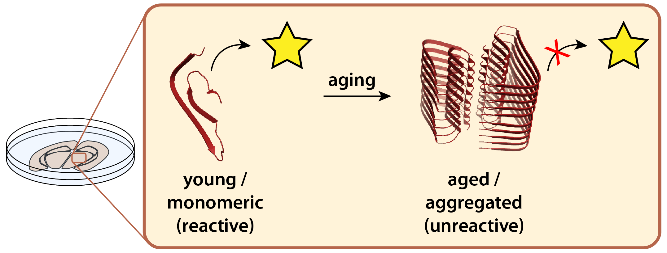 Diagram representing proteome-wide measurement of protein aggregation.